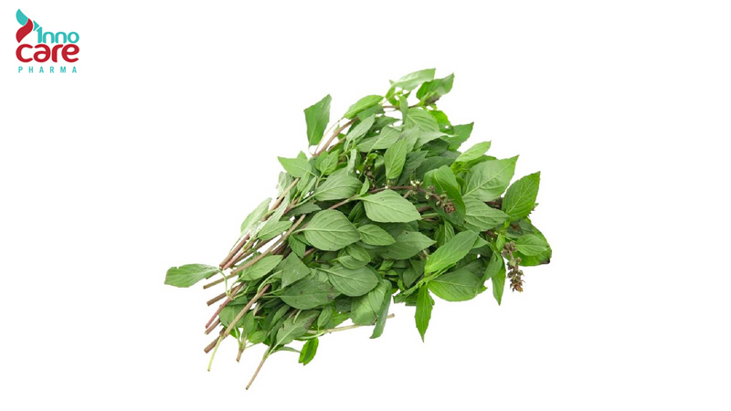 6. Húng quế 1 6. Húng quế 1