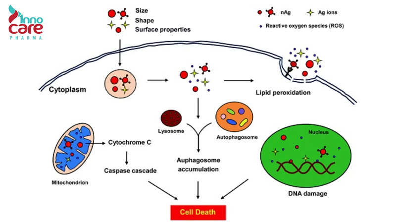 Khả năng diệt khuẩn, kháng nấm, kháng virus mạnh mẽ 1 Khả năng diệt khuẩn, kháng nấm, kháng virus mạnh mẽ 1