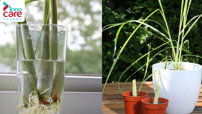 Đuổi muỗi bằng sả 1 Đuổi muỗi bằng sả 1