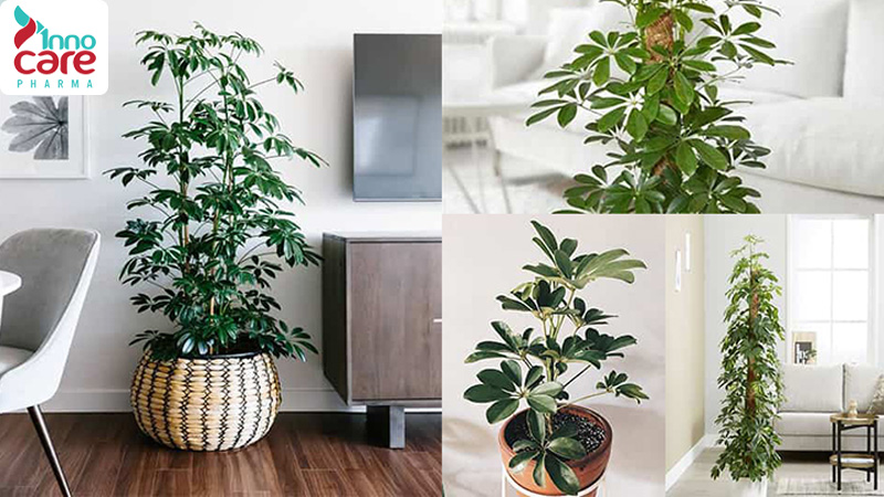 Trồng cây đuổi muỗi quanh nhà 1 Trồng cây đuổi muỗi quanh nhà 1
