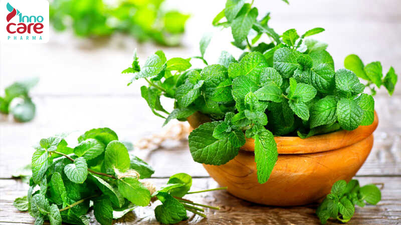 Tác dụng đuổi muỗi của cây bạc hà