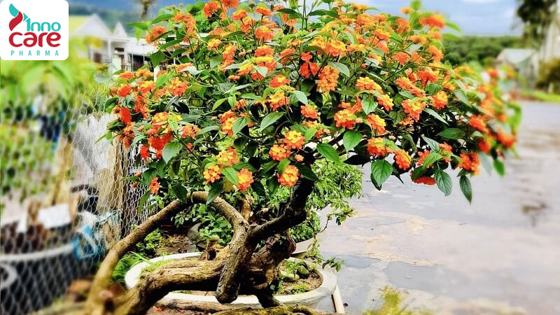 Tác dụng đuổi muỗi của cây hoa ngũ sắc