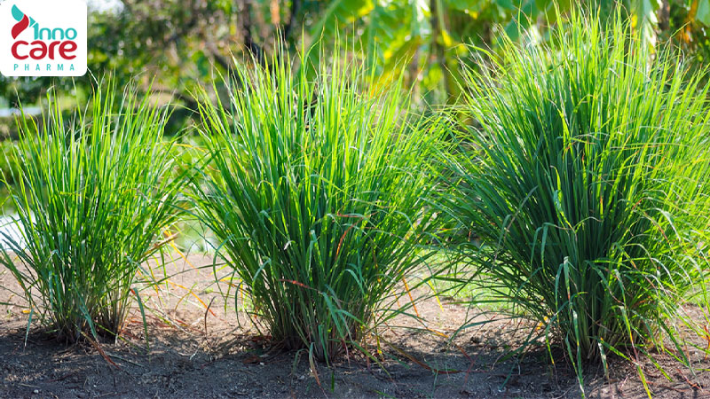 Tác dụng đuổi muỗi của cây sả