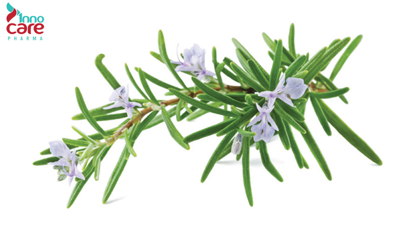 Tìm hiểu về cây hương thảo 1