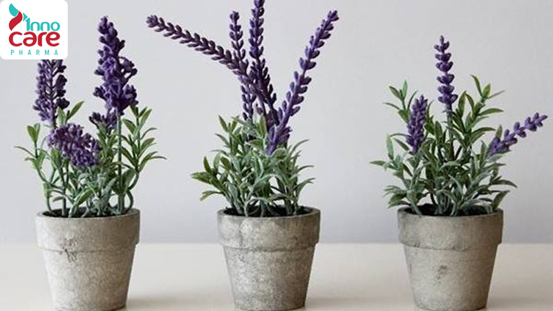 Công dụng đuổi xua muỗi của hoa oải hương