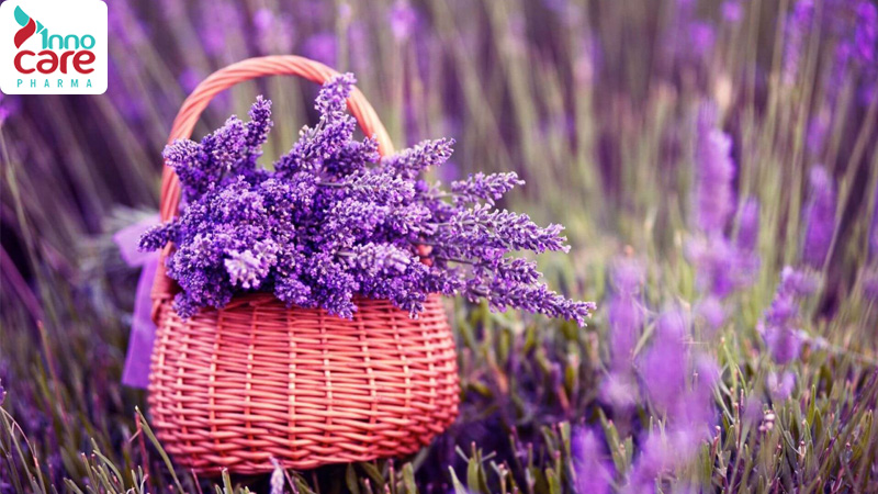 Đuổi muỗi bằng Hoa oải hương (Lavender)