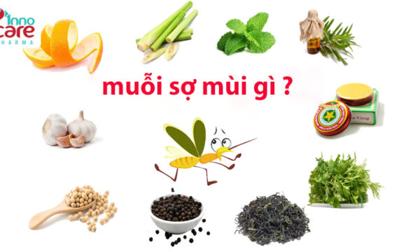 Muỗi sợ mùi gì? 12 loại mùi hương muỗi ghét và sợ nhất