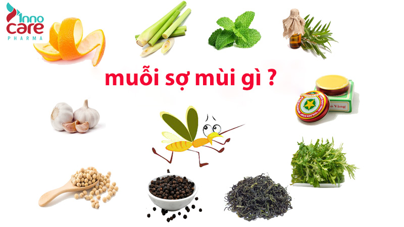 Muỗi sợ mùi gì? 1