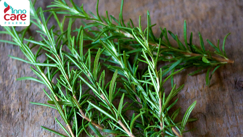 Đuổi muỗi bằng cây hương thảo (Rosemary)