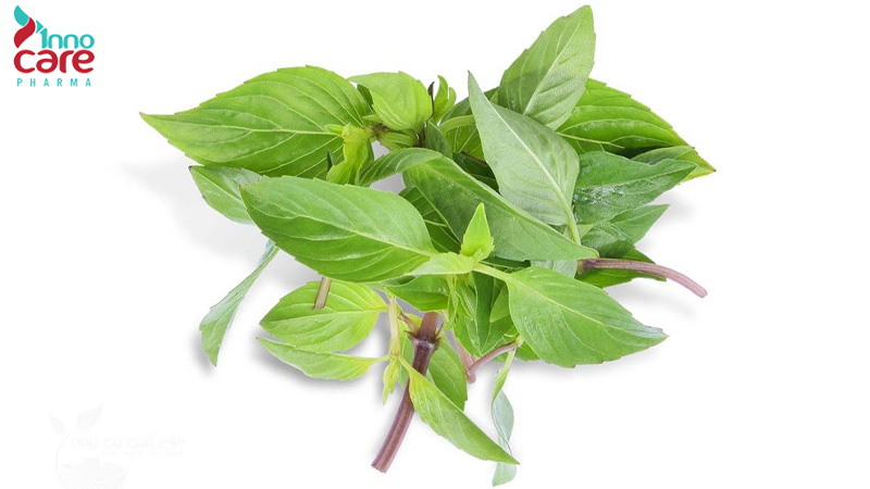 Đuổi muỗi bằng mùi cây húng quế