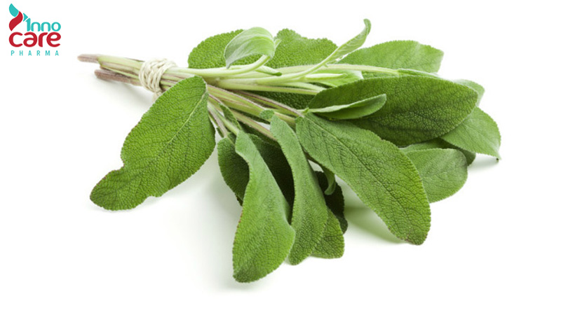 Đuổi muỗi bằng lá cây xô thơm