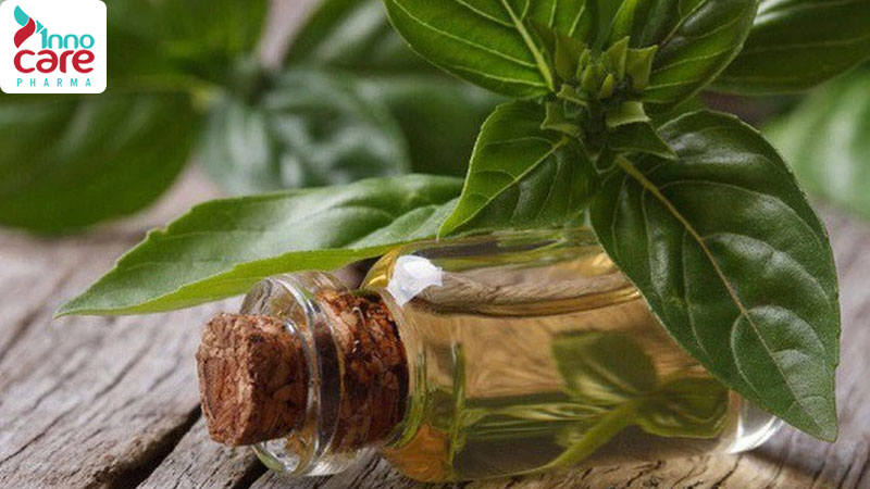 Tinh dầu húng quế đuổi muỗi