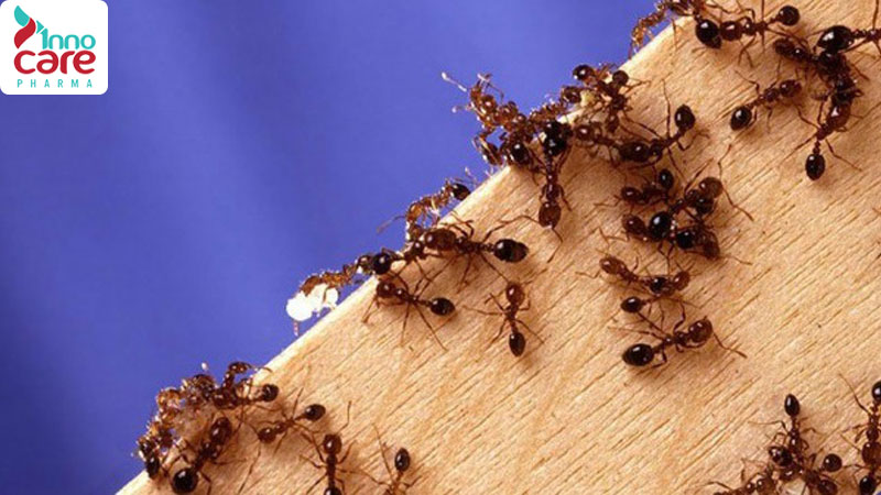 Các loại kiến thường thấy trong nhà và cách đuổi hiệu quả