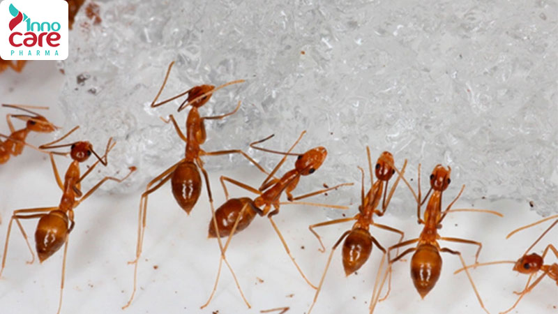 Các loại kiến thường thấy trong nhà và cách đuổi hiệu quả