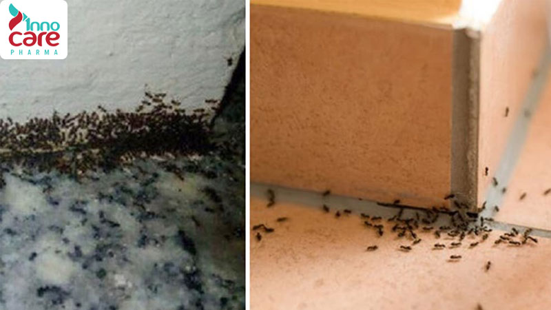 Các loại kiến thường thấy trong nhà và cách đuổi hiệu quả