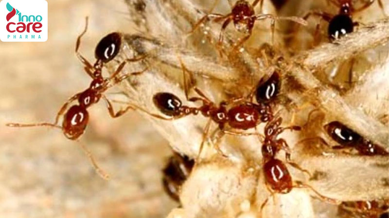 Các loại kiến thường thấy trong nhà và cách đuổi hiệu quả