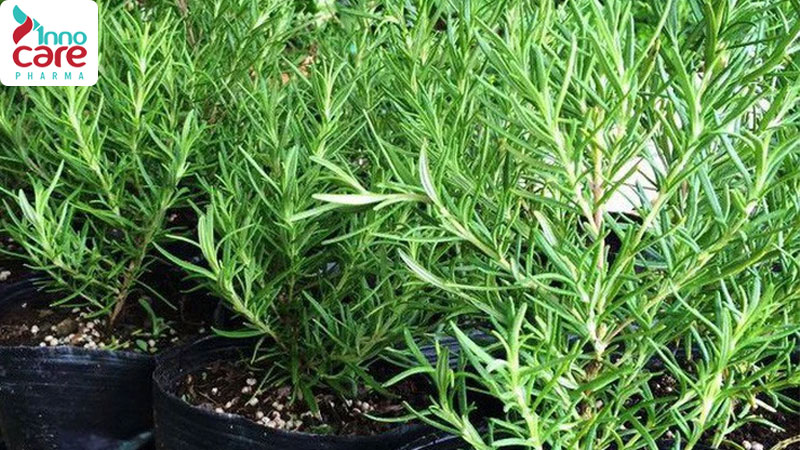 Cách đuổi kiến ba khoang hiệu quả nhanh, không độc hại