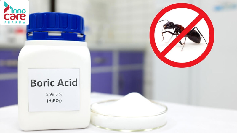 10 cách diệt kiến trong nhà an toàn và hiệu quả nhất nên áp dụng