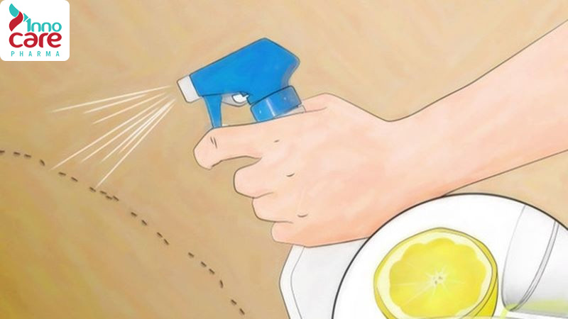 Cách đuổi kiến khỏi đồ ăn, gạo, bánh, sữa an toàn và hiệu quả