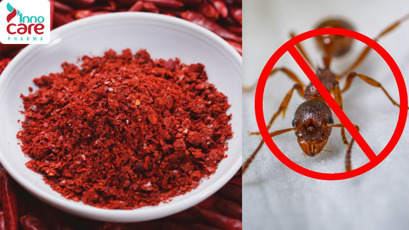 Cách đuổi kiến khỏi đồ ăn, gạo, bánh, sữa an toàn và hiệu quả