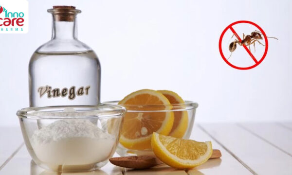 Cách đuổi kiến khỏi đồ ăn, gạo, bánh, sữa an toàn và hiệu quả