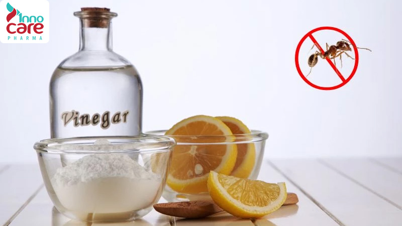 10 cách diệt kiến trong nhà an toàn và hiệu quả nhất nên áp dụng