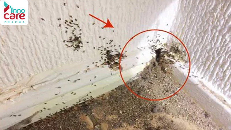 Cách đuổi kiến làm tổ trong nhà bằng phương pháp tự nhiên