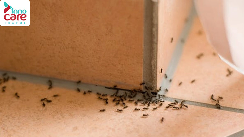 Cách đuổi kiến làm tổ trong nhà bằng phương pháp tự nhiên