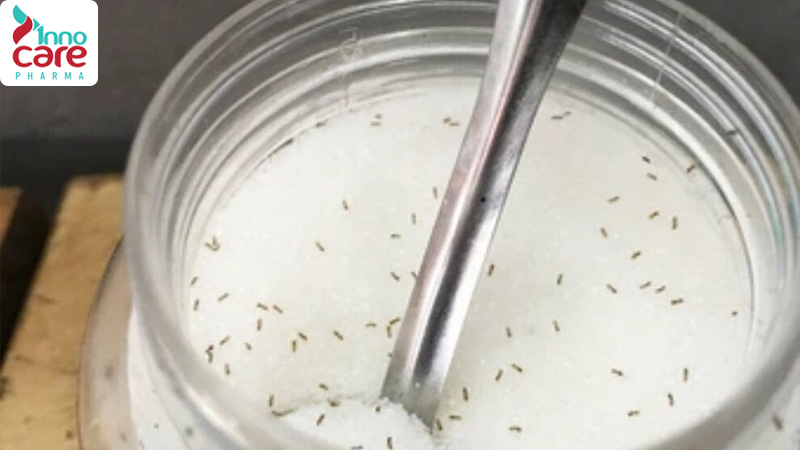 Cách đuổi kiến ra khỏi đường và ngăn kiến quay lại hiệu quả