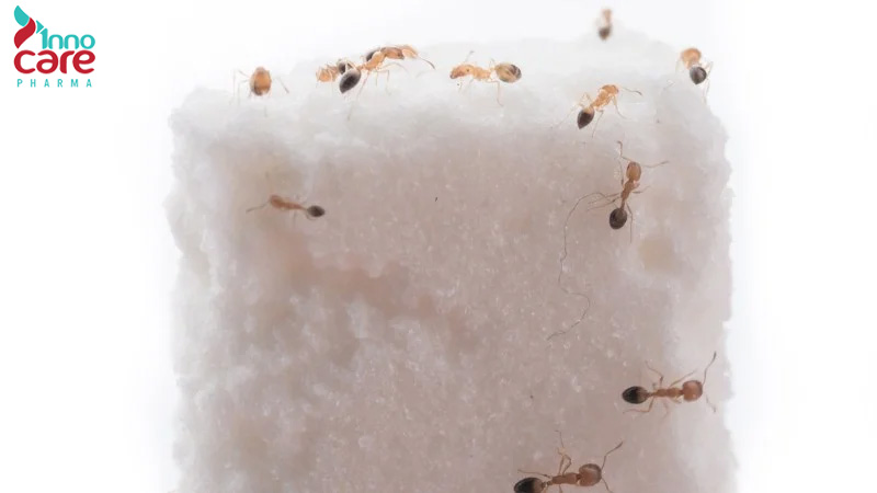 Cách đuổi kiến ra khỏi đường và ngăn kiến quay lại hiệu quả