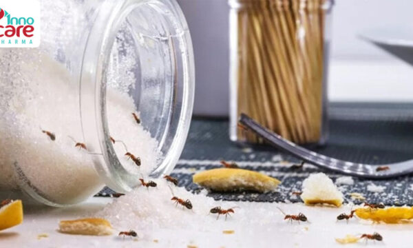 Cách đuổi kiến ra khỏi đường và ngăn kiến quay lại hiệu quả