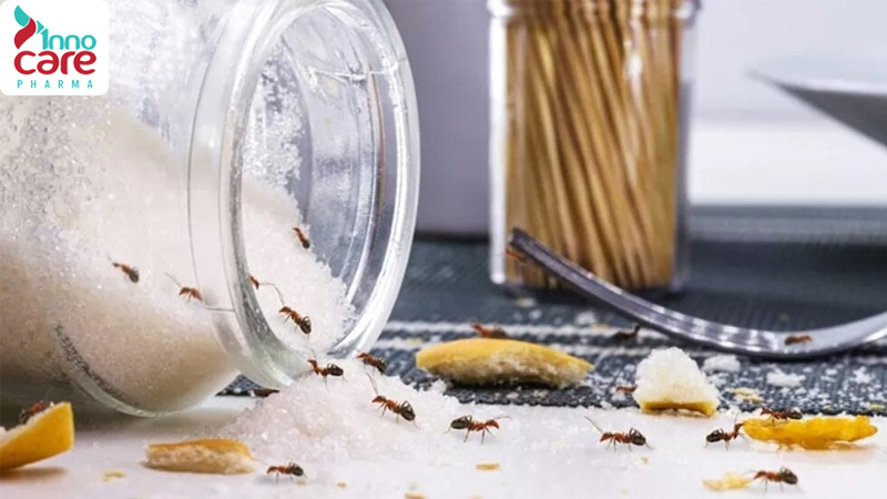 Cách đuổi kiến ra khỏi đường và ngăn kiến quay lại hiệu quả