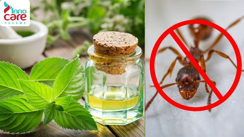 26 Cách đuổi kiến ra khỏi nhà an toàn, nhanh chóng và hiệu quả