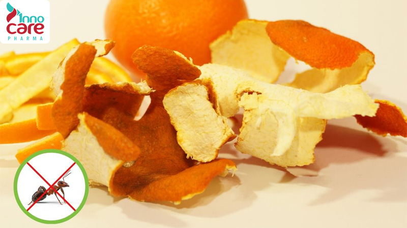 26 Cách đuổi kiến ra khỏi nhà an toàn, nhanh chóng và hiệu quả