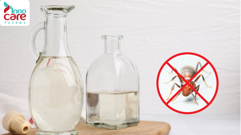 26 Cách đuổi kiến ra khỏi nhà an toàn, nhanh chóng và hiệu quả