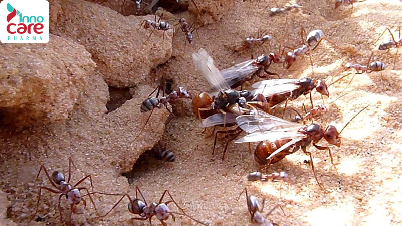 26 Cách đuổi kiến ra khỏi nhà an toàn, nhanh chóng và hiệu quả