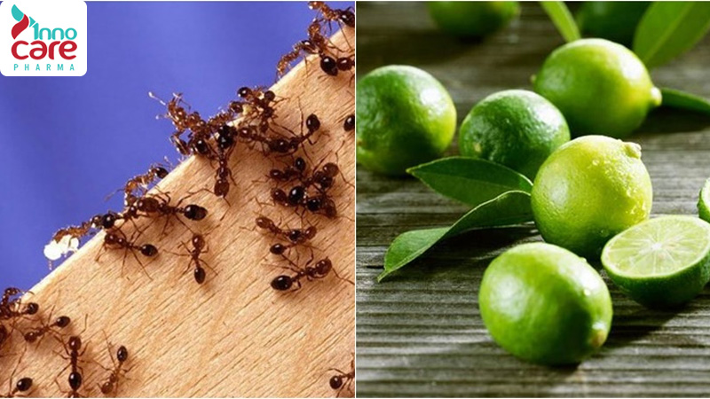 26 Cách đuổi kiến ra khỏi nhà an toàn, nhanh chóng và hiệu quả