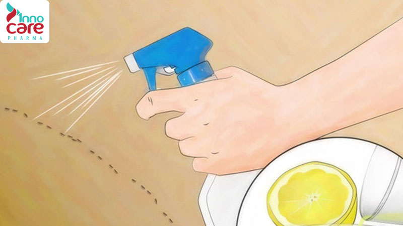 6 sản phẩm và phương pháp tự nhiên đuổi kiến hiệu quả