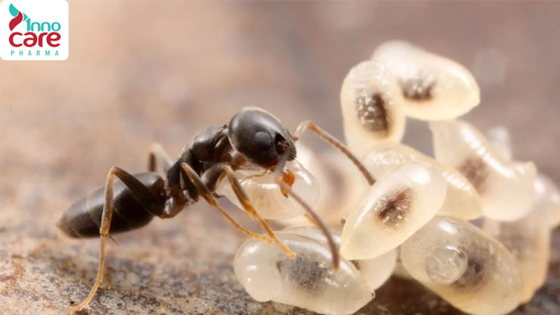 Tìm hiểu các loại kiến ở Việt Nam phổ biến hiện nay