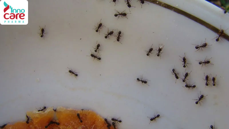 Tìm hiểu các loại kiến ở Việt Nam phổ biến hiện nay