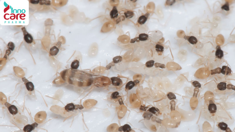 Tìm hiểu các loại kiến ở Việt Nam phổ biến hiện nay