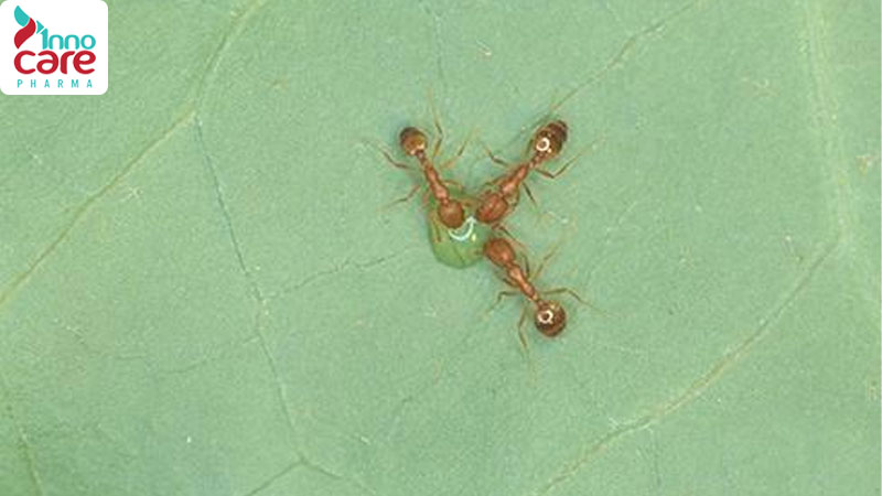 Tìm hiểu các loại kiến ở Việt Nam phổ biến hiện nay