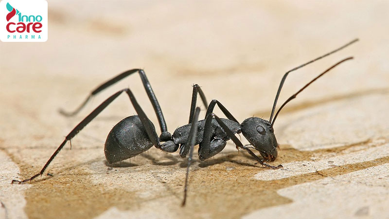 Tìm hiểu các loại kiến ở Việt Nam phổ biến hiện nay