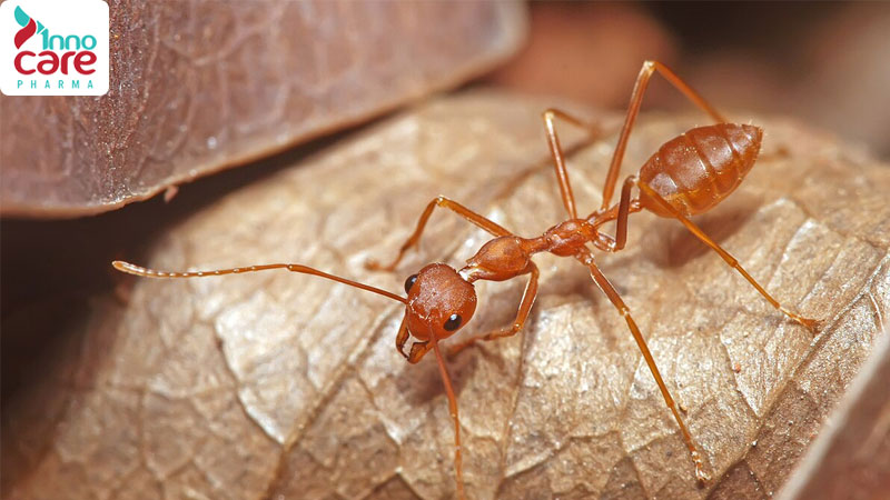 Tìm hiểu các loại kiến ở Việt Nam phổ biến hiện nay