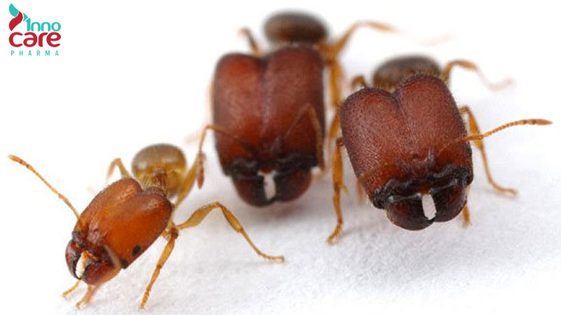 Tìm hiểu các loại kiến ở Việt Nam phổ biến hiện nay