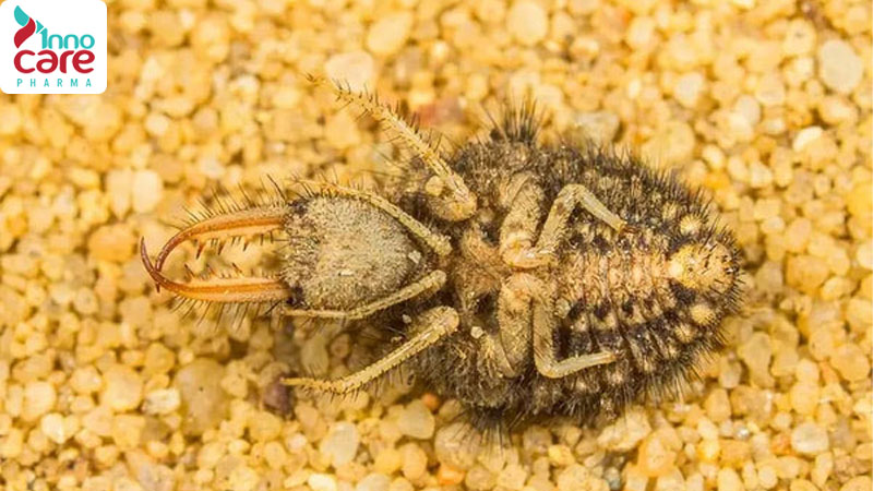 Tìm hiểu các loại kiến ở Việt Nam phổ biến hiện nay