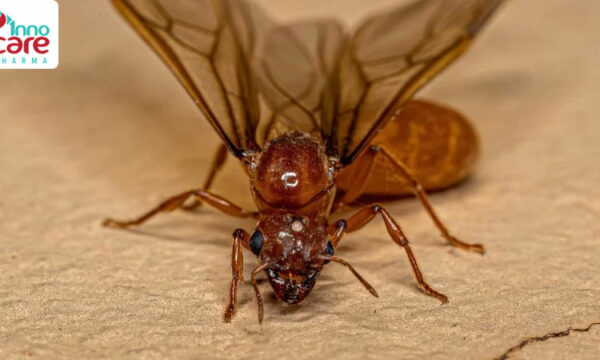 Có nhiều kiến cánh vào nhà báo hiệu điều gì?