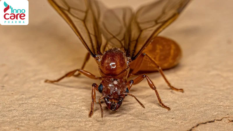 Có nhiều kiến cánh vào nhà báo hiệu điều gì?