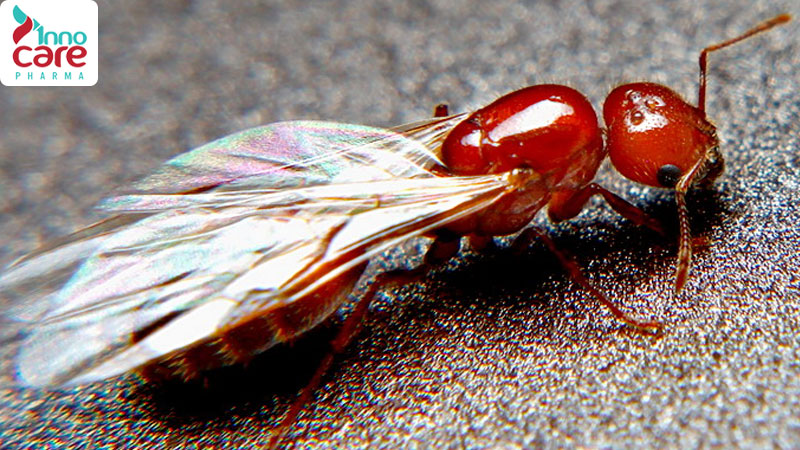 Phân loại và đặc điểm các loại kiến có cánh phổ biến