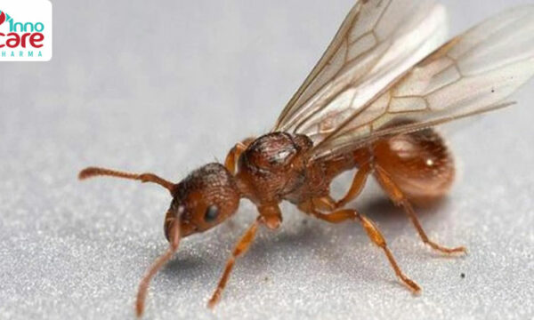 Phân loại và đặc điểm các loại kiến có cánh phổ biến